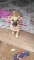 Lupie
