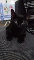 Furmiga
