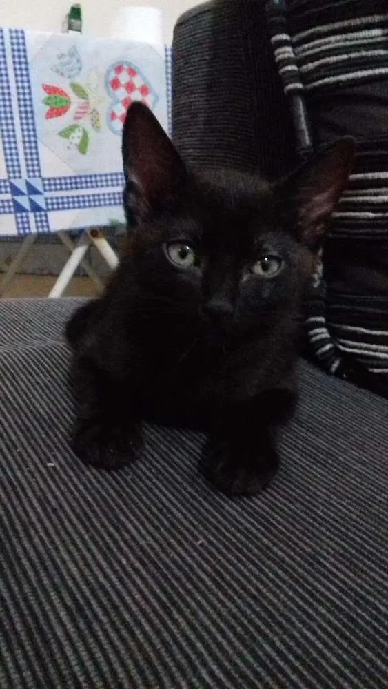 Gato raça Indefinida idade 2 a 6 meses nome Furmiga