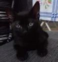 Furmiga