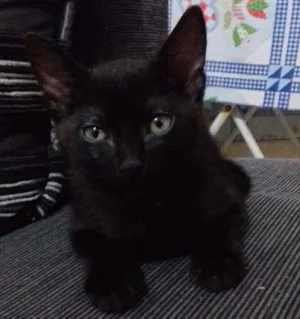 Gato raça Indefinida idade 2 a 6 meses nome Furmiga