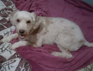 Cachorro raça Poodle idade 2 a 6 meses nome Poodle Claudia