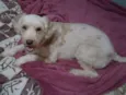 Poodle Claudia