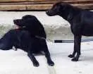 Cachorro raça Vira-lata idade 4 anos nome Neguinha