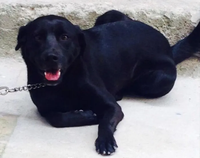 Cachorro ra a Labrador/vira-lata idade 3 anos nome Pandora