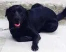 Cachorro raça Labrador/vira-lata idade 3 anos nome Pandora