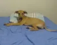 Isa