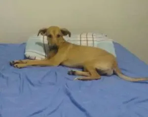 Cachorro raça Misturada  idade 7 a 11 meses nome Isa