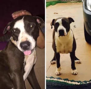Cachorro raça Pitbull idade 2 anos nome Lilica