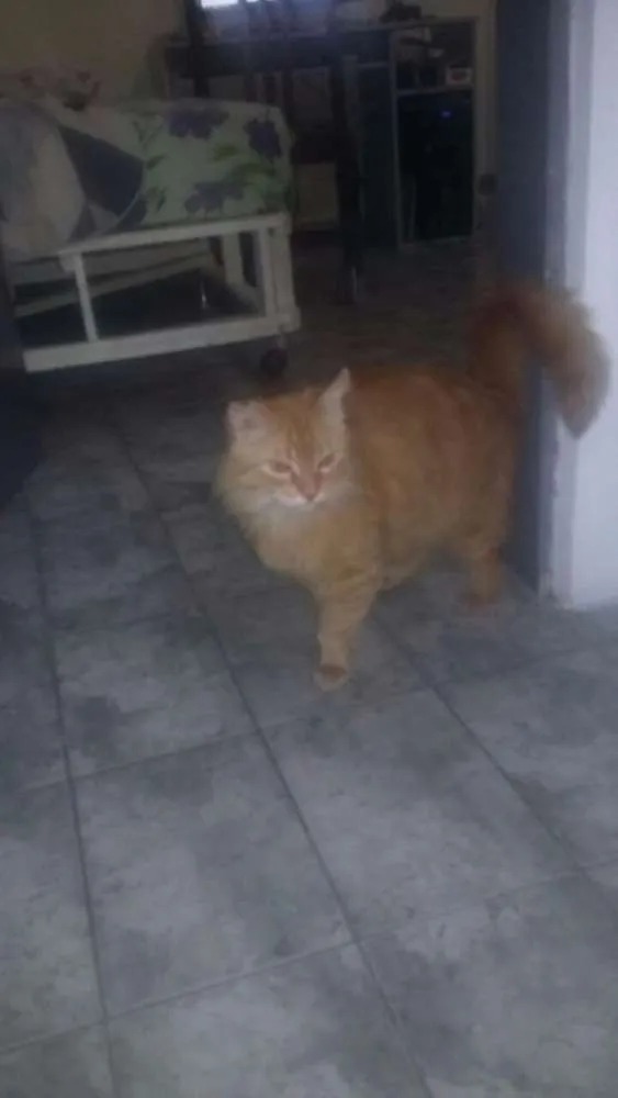 Gato ra a srd idade 4 anos nome ugo