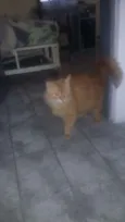 ugo