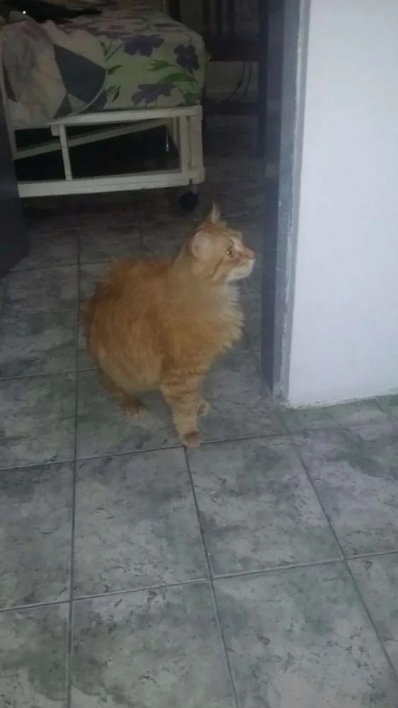 Gato ra a srd idade 4 anos nome ugo