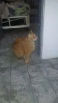 ugo
