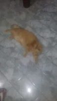 ugo