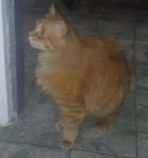 Gato raça srd idade 4 anos nome ugo
