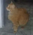 ugo