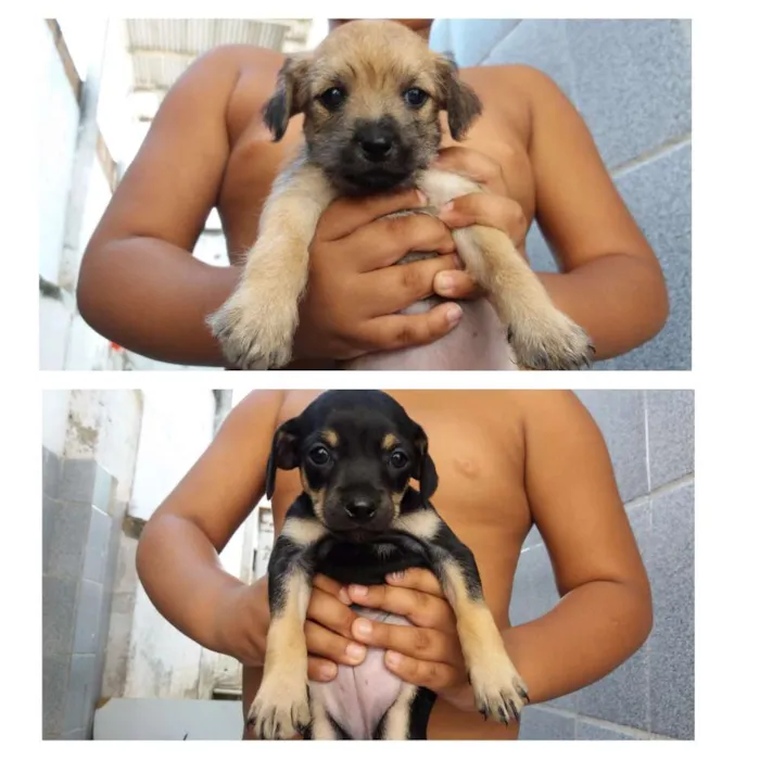 Cachorro raça  idade Abaixo de 2 meses nome DOAÇÃO 
