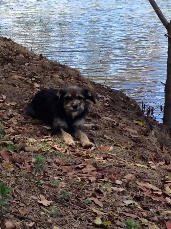 Cachorro raça SRD idade 7 a 11 meses nome Sem nome 