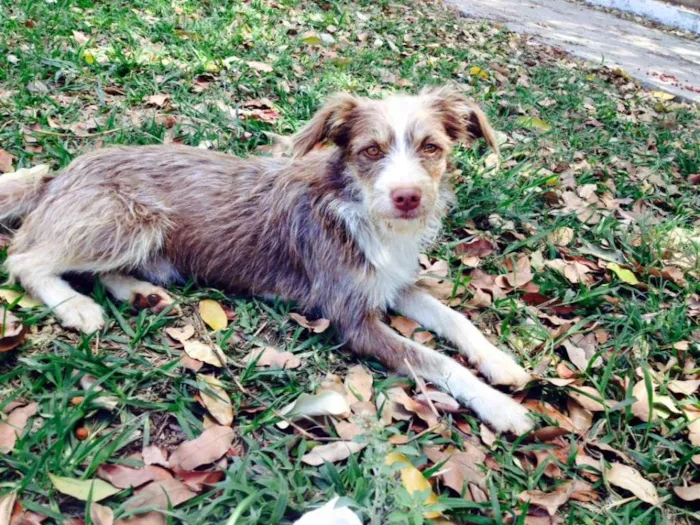 Cachorro raça SRD idade 7 a 11 meses nome Sem nome 
