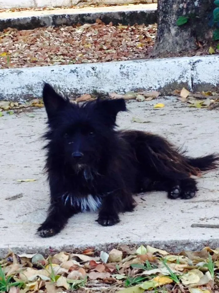 Cachorro raça SRD idade 7 a 11 meses nome Sem nome 