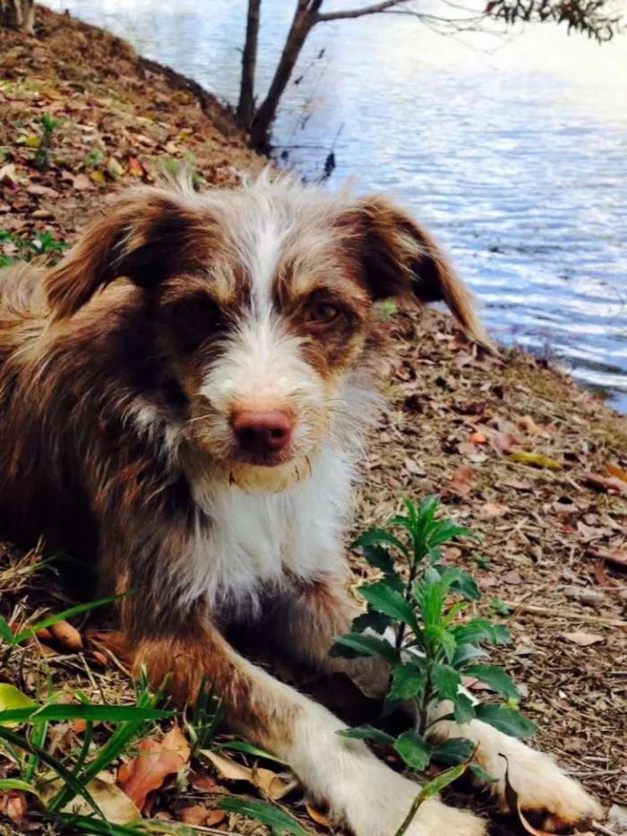 Cachorro raça SRD idade 7 a 11 meses nome Sem nome 