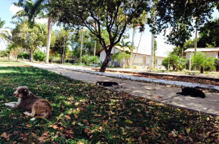 Cachorro raça SRD idade 7 a 11 meses nome Sem nome 
