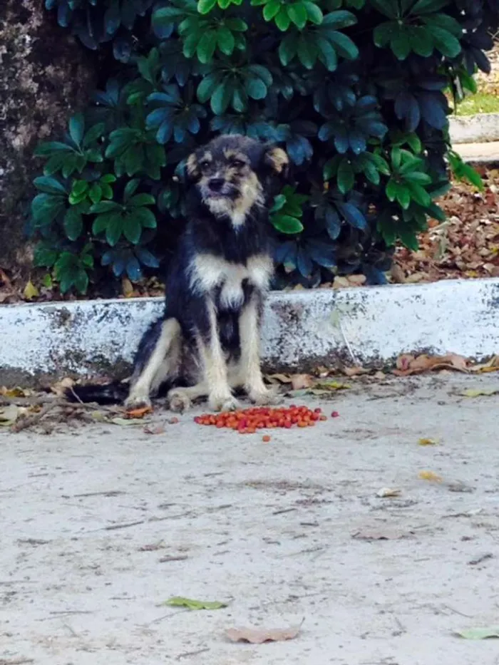 Cachorro raça SRD idade 7 a 11 meses nome Sem nome 