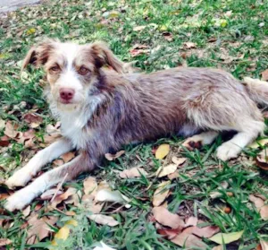 Cachorro raça SRD idade 7 a 11 meses nome Sem nome 