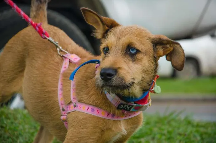 Cachorro ra a SRD idade 7 a 11 meses nome BELIZA