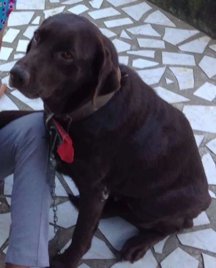 Cachorro ra a Labrador idade 6 ou mais anos nome Rani