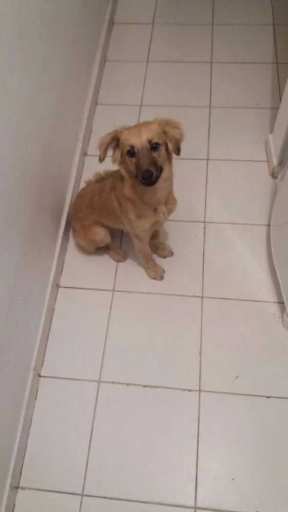 Cachorro ra a Mestiça idade 2 a 6 meses nome Maia