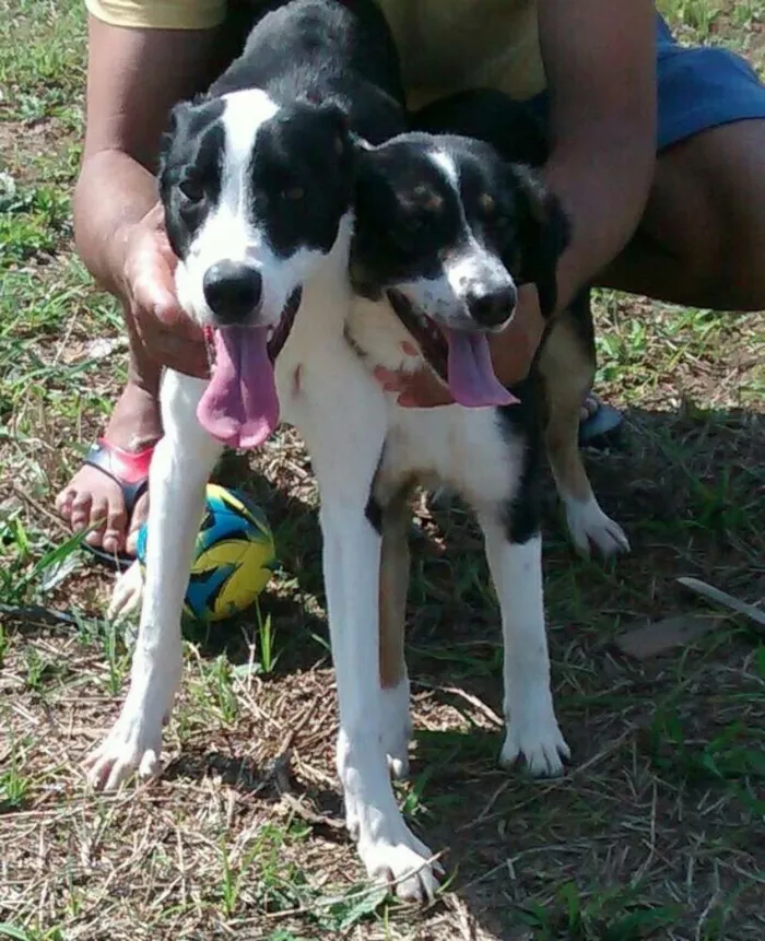 Cachorro ra a SRD idade 7 a 11 meses nome Thobias e Maggie