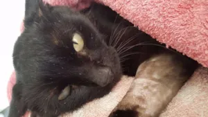 Gato raça SRD idade 3 anos nome Pretinho