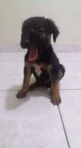 nao tem