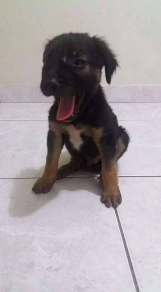 Cachorro ra a viralata idade Abaixo de 2 meses nome nao tem
