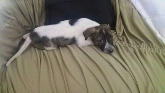 Cachorro ra a viralata idade Abaixo de 2 meses nome nao tem