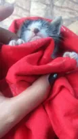 Gatíneos