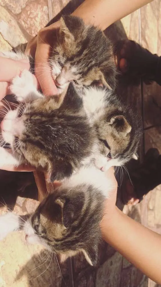 Gato raça não sei idade Abaixo de 2 meses nome Gatíneos