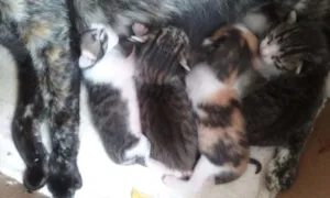 Gato raça  idade Abaixo de 2 meses nome Mila e os irmãos