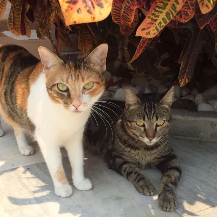 Gato ra a Vira-lata idade 2 anos nome Alice & Diva