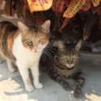 Alice & Diva