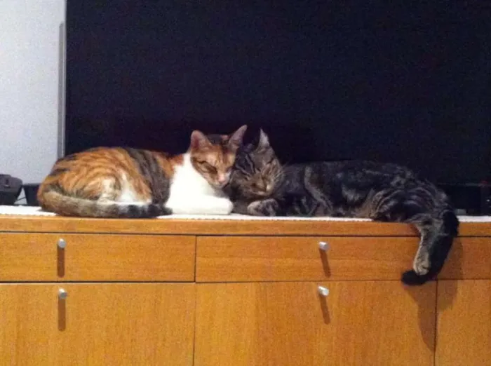 Gato ra a Vira-lata idade 2 anos nome Alice & Diva