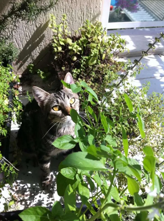 Gato ra a Vira-lata idade 2 anos nome Alice & Diva