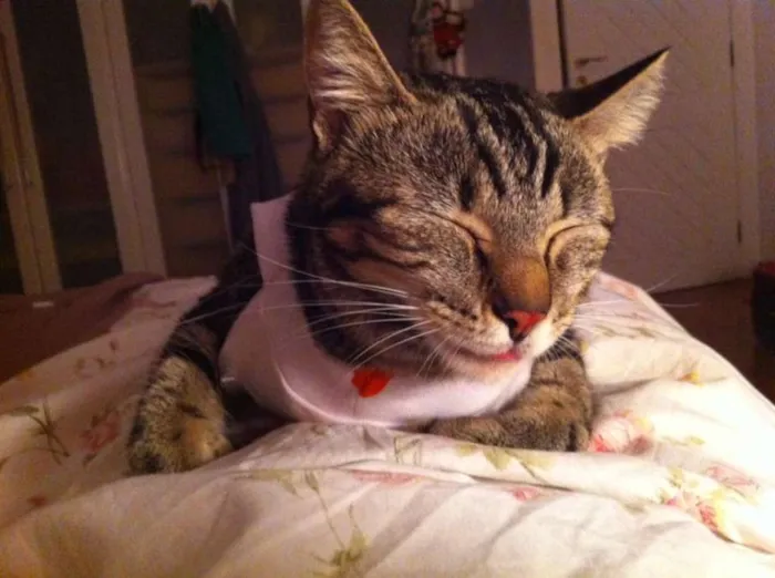 Gato ra a Vira-lata idade 2 anos nome Alice & Diva