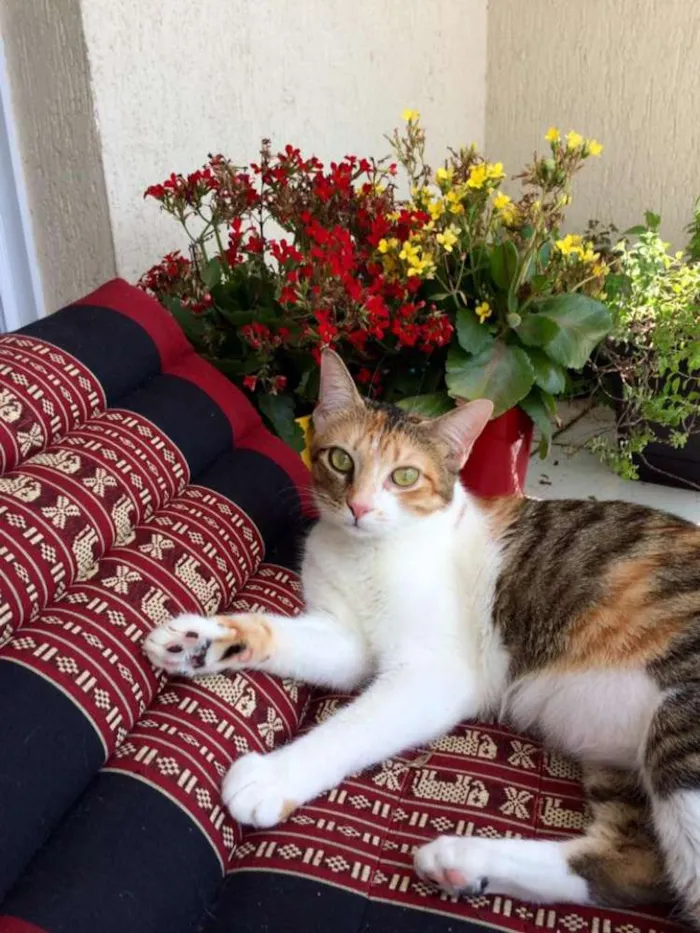 Gato ra a Vira-lata idade 2 anos nome Alice & Diva