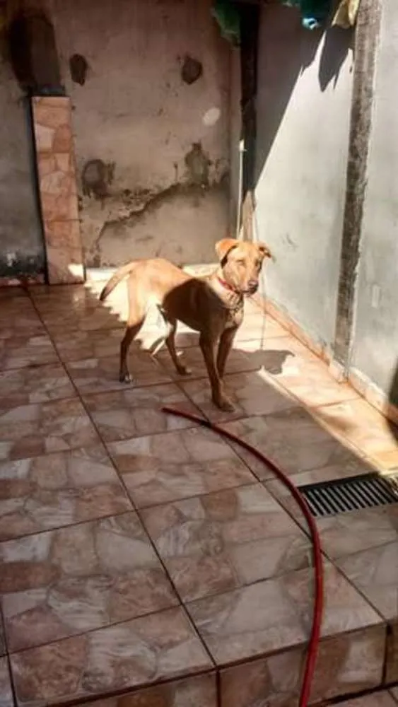 Cachorro ra a  idade 7 a 11 meses nome Pet
