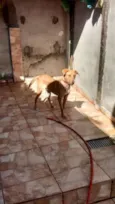 Pet