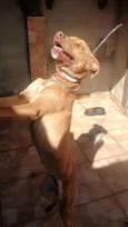 Pet