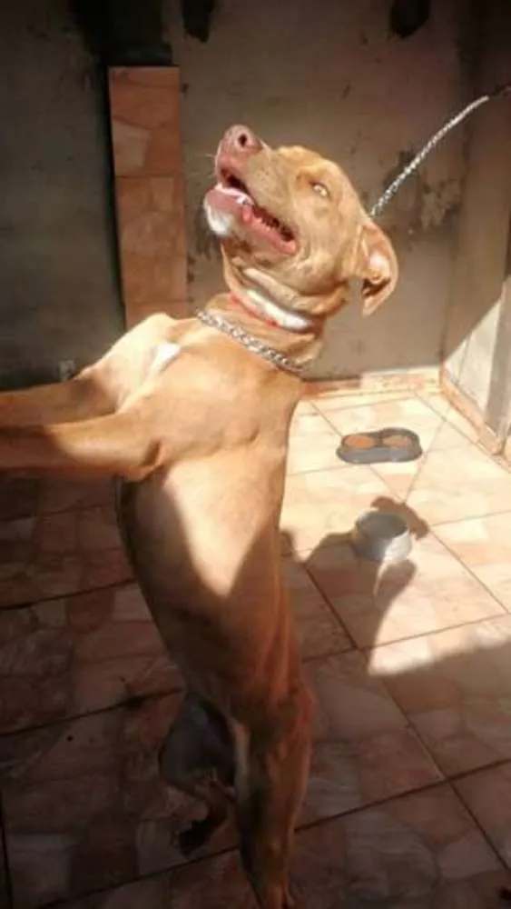 Cachorro ra a  idade 7 a 11 meses nome Pet