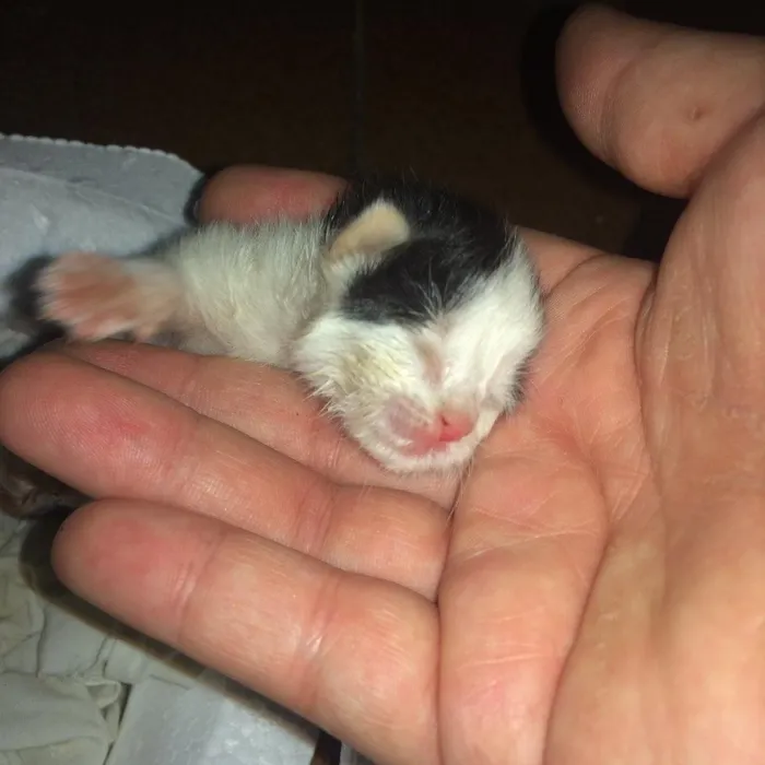 Gato raça  idade Abaixo de 2 meses nome Vitoria